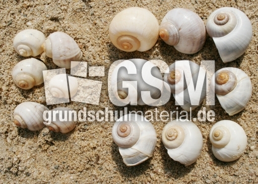 Schneckenhäuser-6+9.jpg